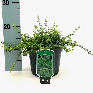 Euonymus fortunei 'Minimus'