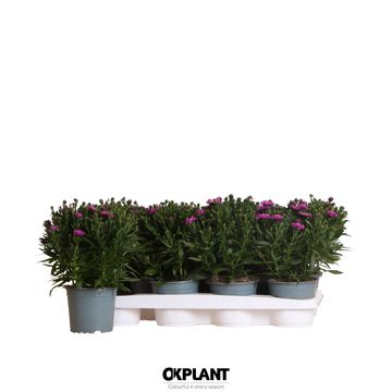 Aster STARLETTA PINK