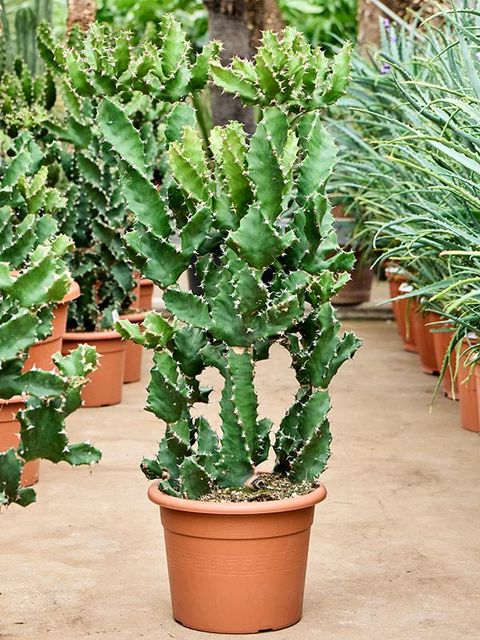 Euphorbia tortilis