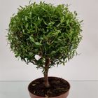 Myrtus communis