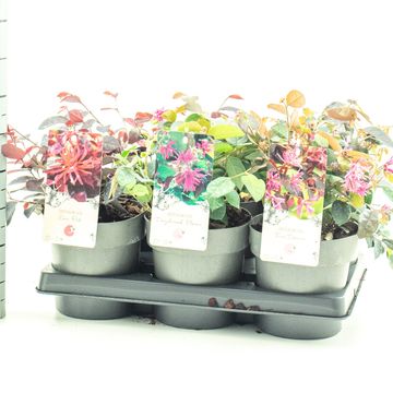 Loropetalum chinense MIX