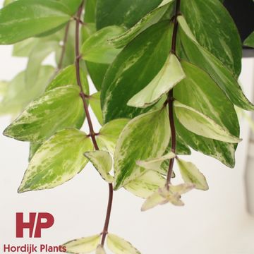 Aeschynanthus lobbianus 'Variegatus'