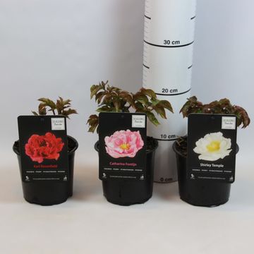 Paeonia LACTIFLORA MIX