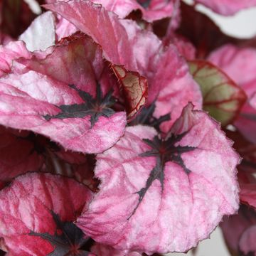 Begonia BELEAF INDIAN SUMMER