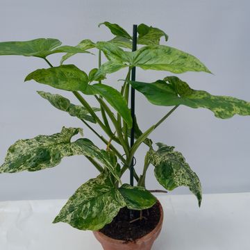 Syngonium MOTTLED