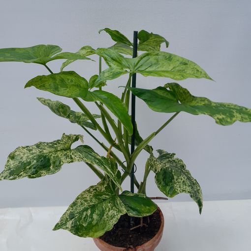 Syngonium MOTTLED