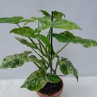 Syngonium MOTTLED