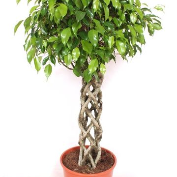 Ficus benjamina 'Exotica'