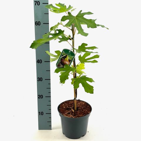 Ficus carica LITTLE MISS FIGGY