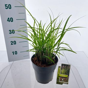 Miscanthus sinensis 'Ferner Osten'