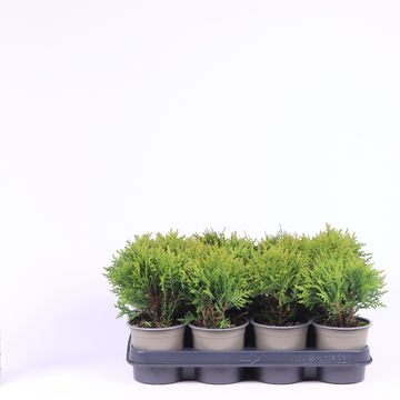Thuja occidentalis 'Danica'
