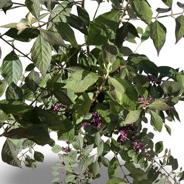 Callicarpa bodinieri 'Profusion'