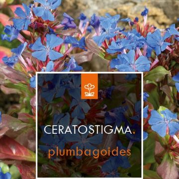 Ceratostigma plumbaginoides