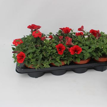 Perkplanten MIX IN POT