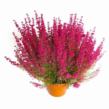 Erica gracilis