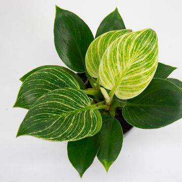 Philodendron MIX