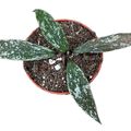Hoya lacunosa sp Laos