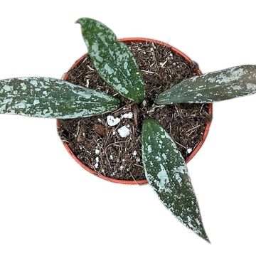 Hoya lacunosa sp Laos