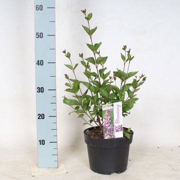 Syringa meyeri FLOWERFESTA PURPLE