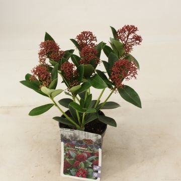 Skimmia japonica PINK DWARF