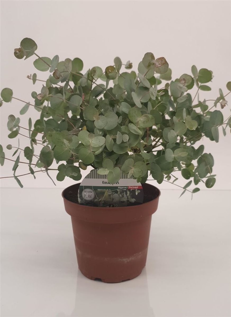 Eucalyptus Silver Dollar 2er Set - Winterharter Eukalyptus 90-110cm Topf 19cm