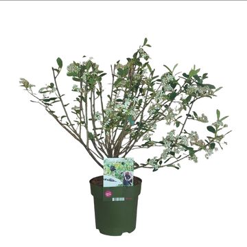 Aronia x prunifolia 'Viking'