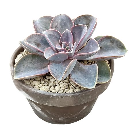 Echeveria 'Perle von Nürnberg'