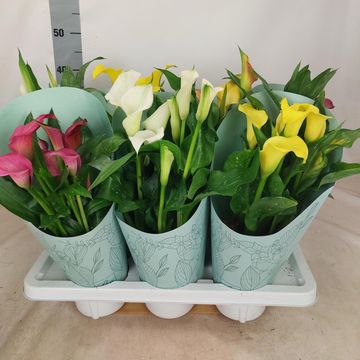 Zantedeschia MIX