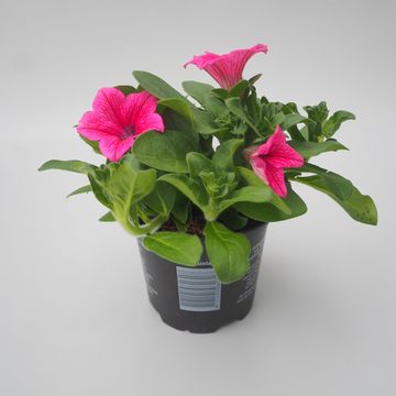 Petunia SURFINIA HOT PINK