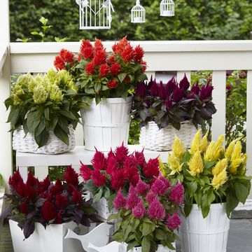 Celosia argentea KELOS FIRE PURPLE