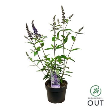 Buddleja davidii 'Empire Blue'