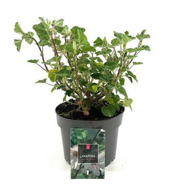 Lavatera 'Barnsley Baby'