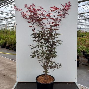 Acer palmatum 'Fireglow'