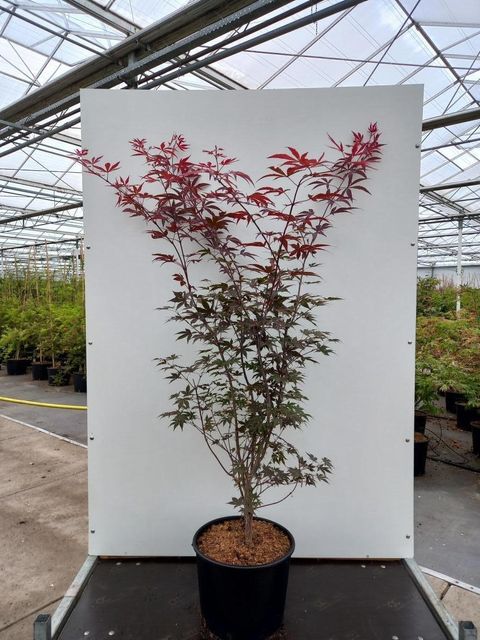 Acer palmatum 'Fireglow'