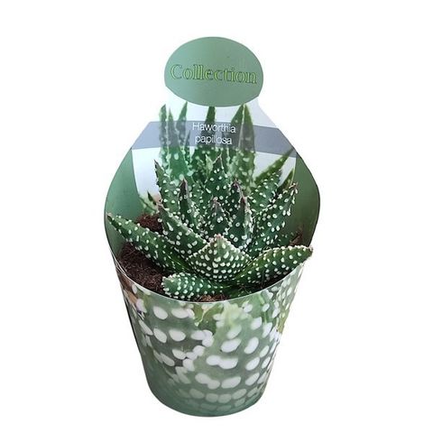 Haworthia papillosa