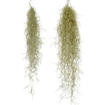 Tillandsia usneoides