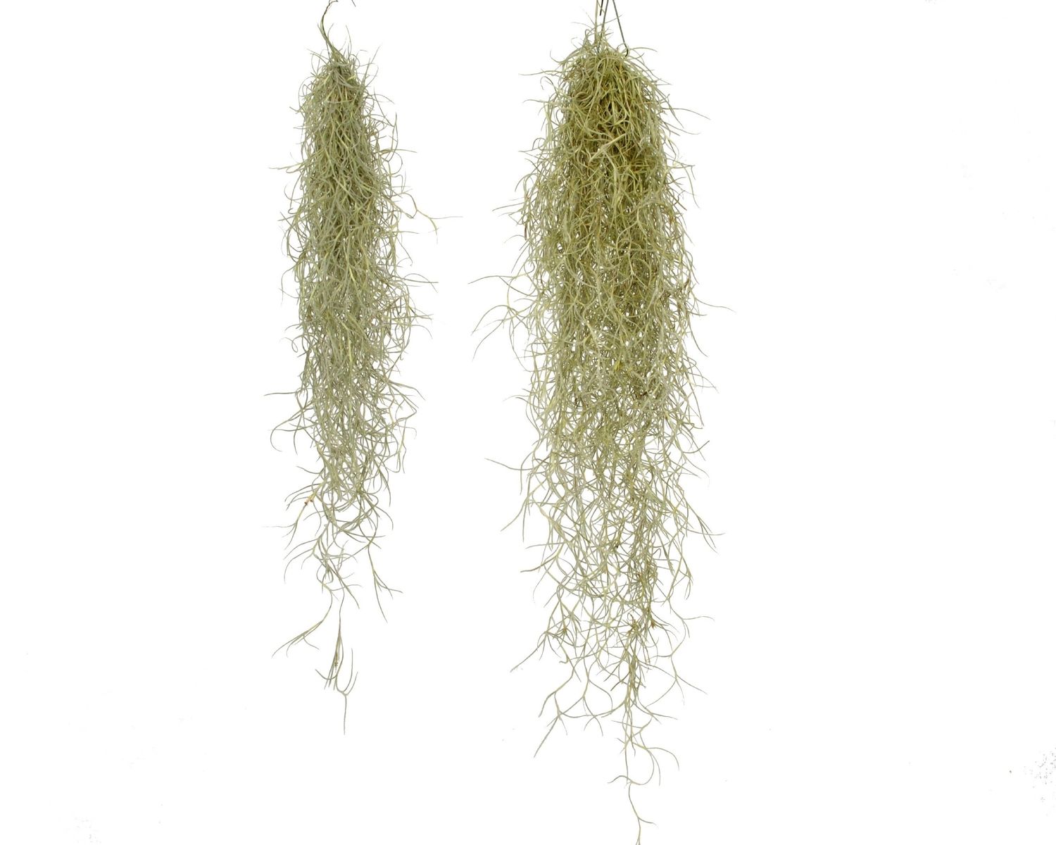 Tillandsia usneoides — Plant Wholesale FlorAccess