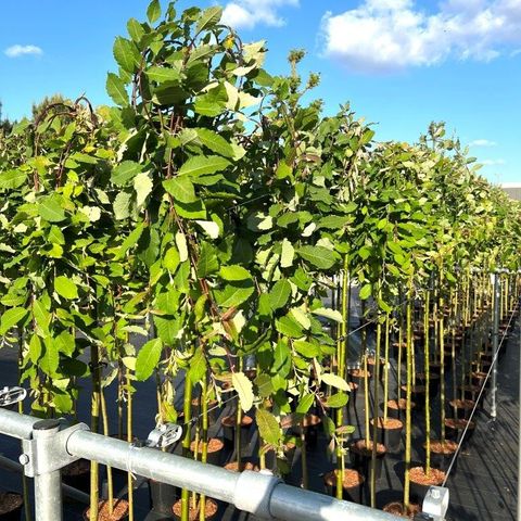 Salix caprea 'Kilmarnock'