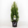Thuja occidentalis 'Smaragd'