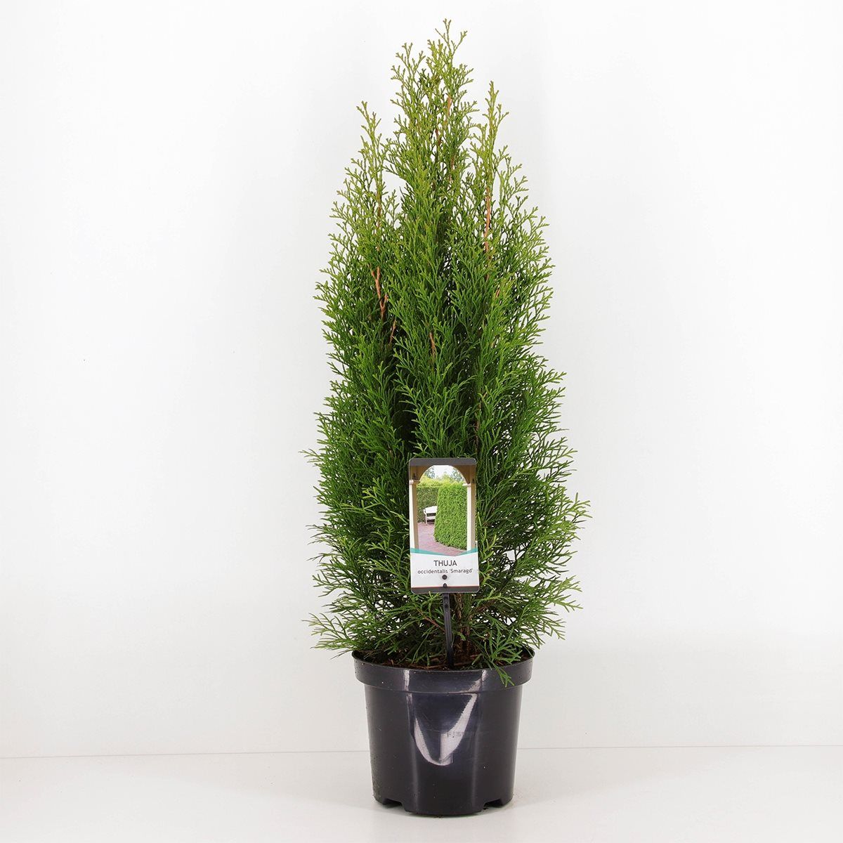 Thuja occidentalis 'Smaragd' — Plant Wholesale FlorAccess