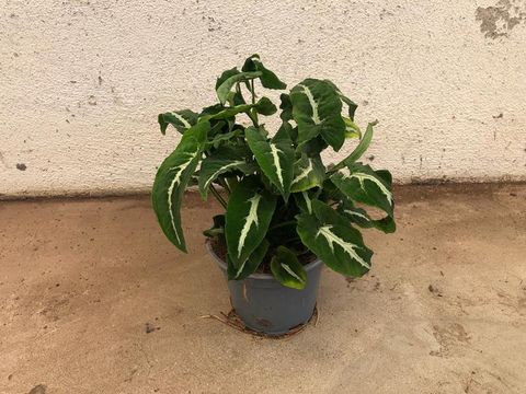 Syngonium wendlandii