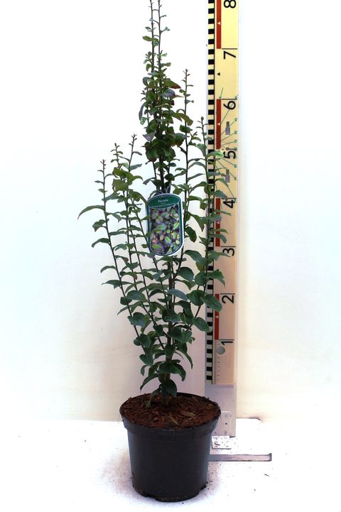 Parrotia persica PERSIAN SPIRE