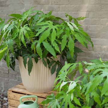 Fatsia polycarpa 'Needham's Lace'