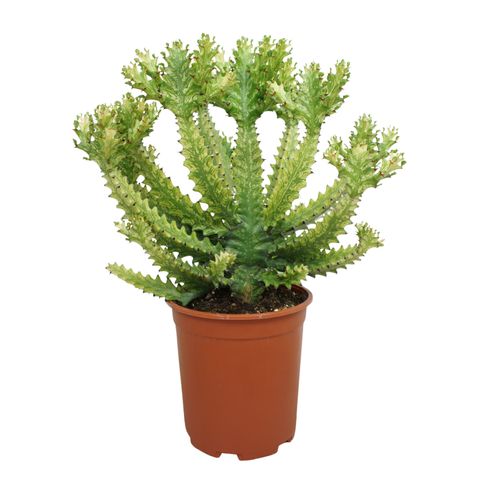 Euphorbia mayuranathanii 'Variegata'