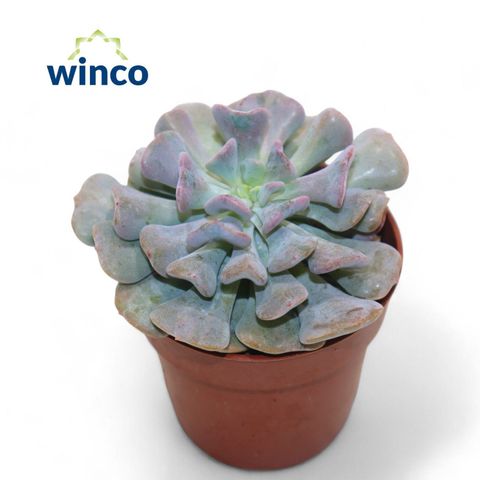 Echeveria 'Cubic Frost'