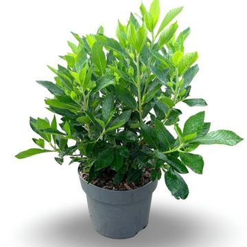 Clethra alnifolia 'Hummingbird'