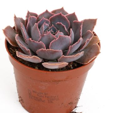 Echeveria shaviana