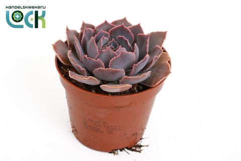 Echeveria shaviana
