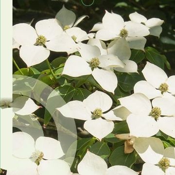 Cornus kousa 'Schmetterling'