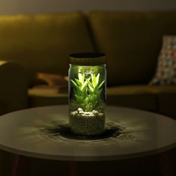 Arrangement Houseplants